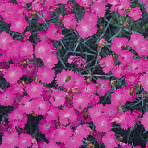 Dianthus 'Fire Witch' many bright pink pink flowers