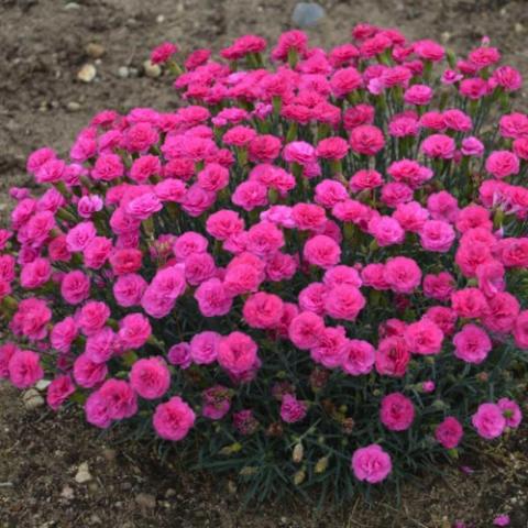 Dianthus Pretty Poppers Double Bubble, dark pink double flowers