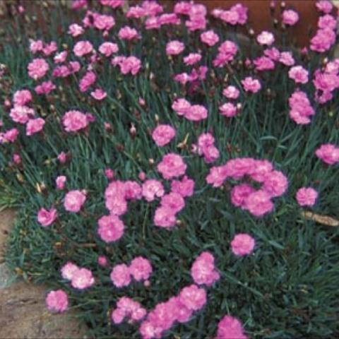 Dianthus 'Tiny RUbies', medium pink mini-carnations, over grassy foliage