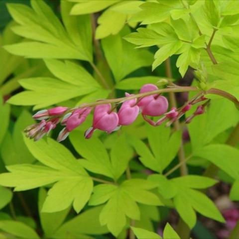 Dicentra 'Gold Heart', lime-green leaves and pink heart flowers
