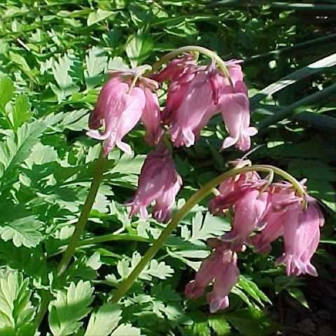 Dicentra 'Luxuriant Red', dark pink heart blooms