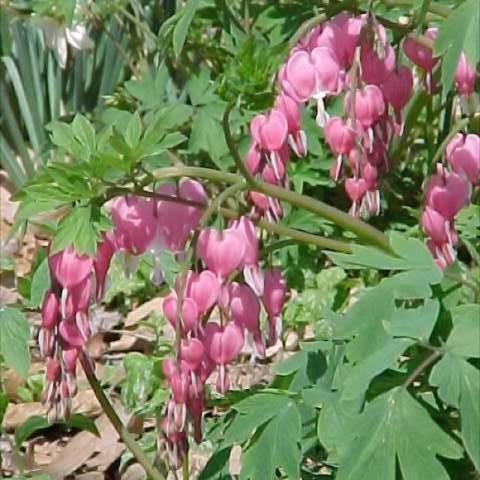 Dicentra spectabilis, pink heart-shaped flowers
