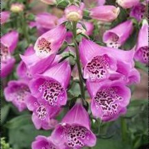 Digitalis 'Camelot Lavender', pink-lavender bells with dots in the throats