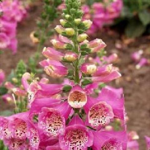 Digitalis 'Camelot Rose', pink tubular flowers with dots in the throat