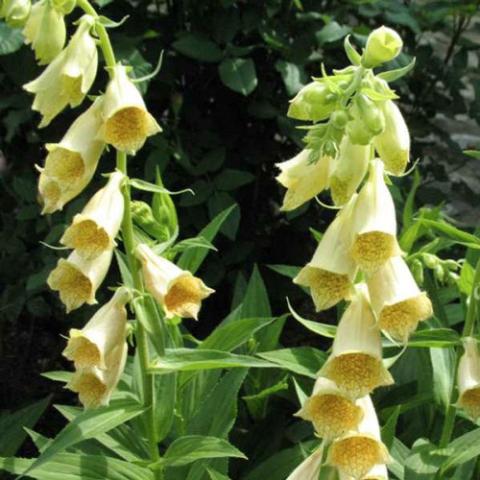 Digitalis grandiflora, yellow down-facing trumpets on green spikes