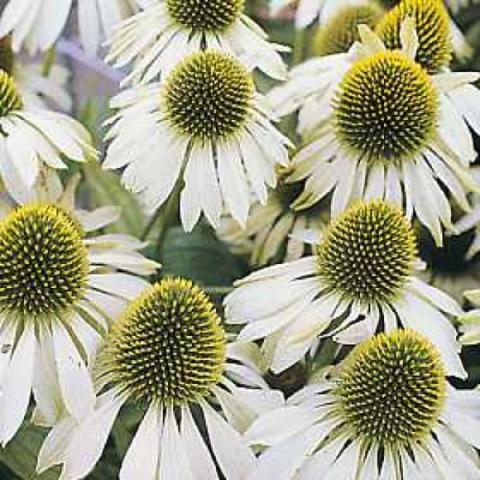 Echinacea 'Baby White', white pettals and green-yellow cones