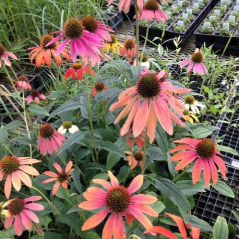 Echinacea 'Cheyenne Spirit' blooms orange to pink