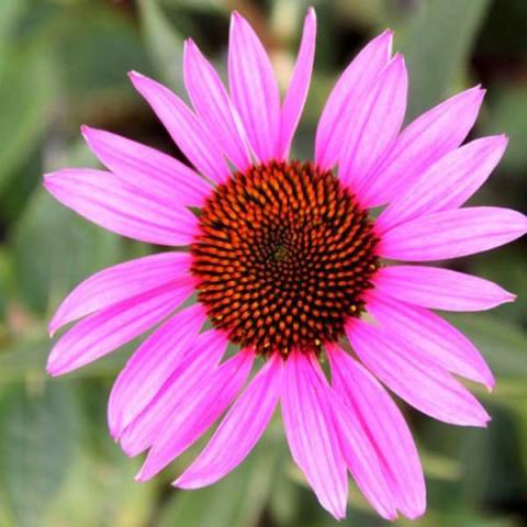 Echinacea 'Ruby Star', dark pink petals and dark cones