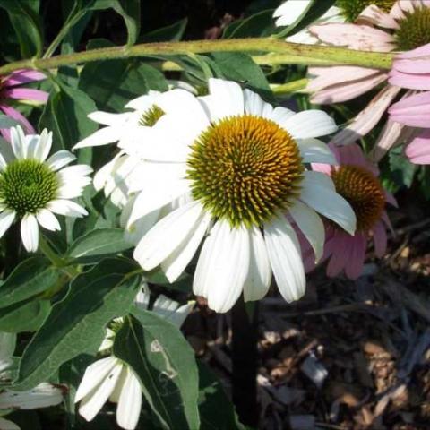 Echinacea 'White Swan', white petalled coneflower with yellow cone