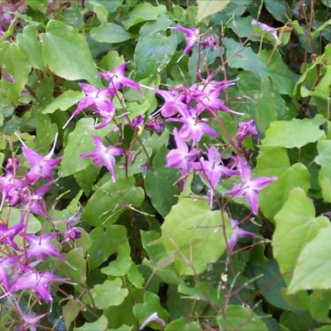 Epimedium 'Lilafee', small purple flowers floating above green leaves
