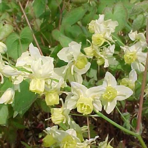 Epimedium sulphureum, light yellow flowers