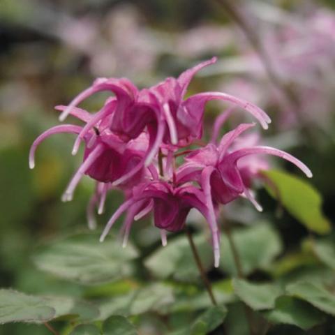 Epimedium Yubae, red-purple flower like a crazy spider