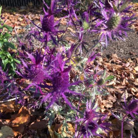 Eryngium amethystinum fall color