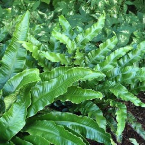 Hart's tongue fern, narrow green fronds