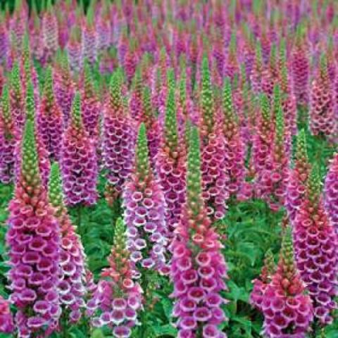 Digitalis 'Candy Mountain', pink multi-flowered spikes