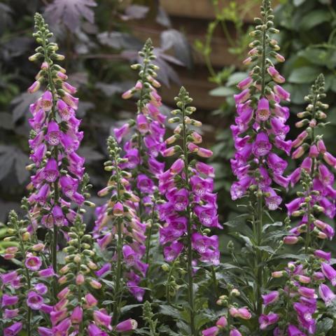 Digitalis Panther, pink flowers on fat spikes