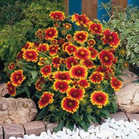 Gaillardia 'Arizona Sun', red-centered daisies