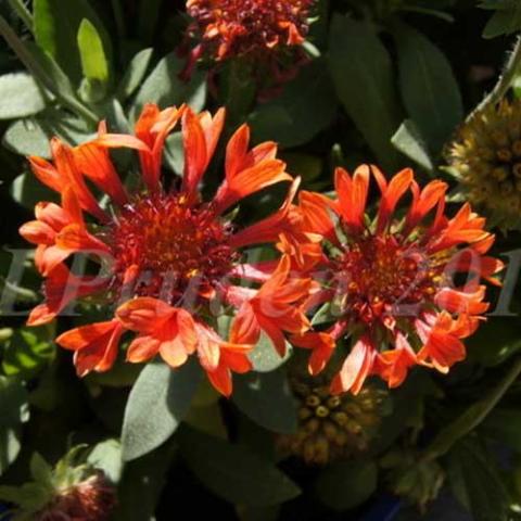 Gaillardia Fanfare Blaze, dark red centers, red petals that split and flare at the ends