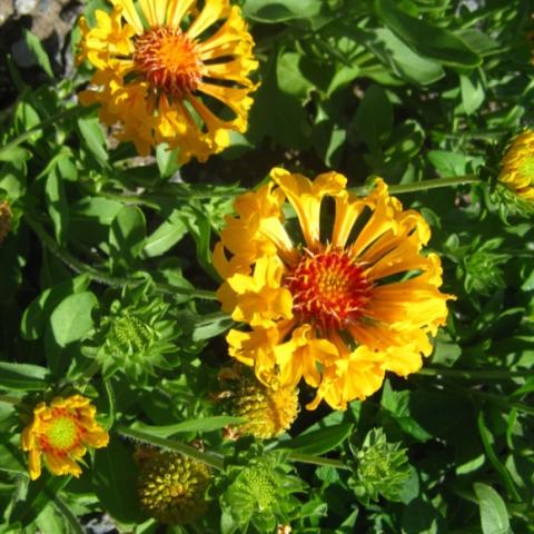 Gaillardia 'Moxie', yellow frilly petals and orange center