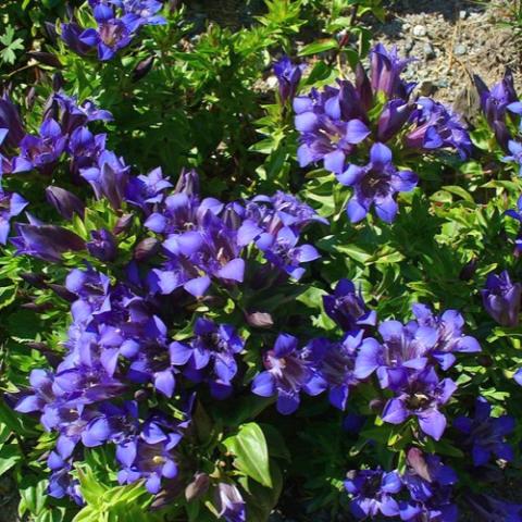 Gentiana septemfida var lagodechiana, purple blue flowers