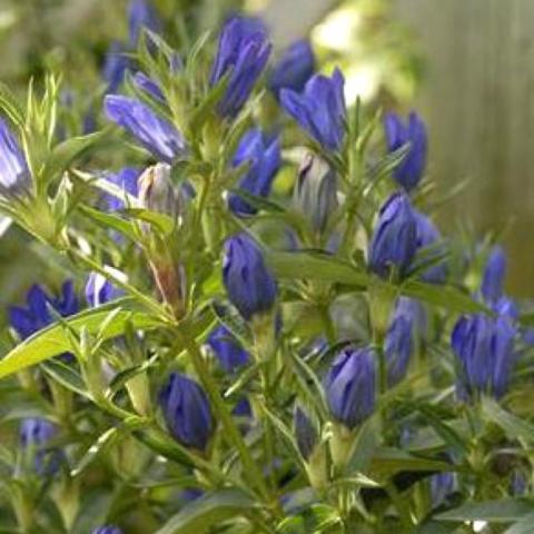 Gentiana 'True Blue', blue budded flowers