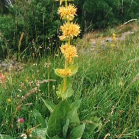 Gentiana lutea, upright stem with yellow whorls of flowers around it