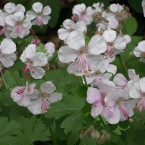 Geranium Biokovo, white tinged with pink