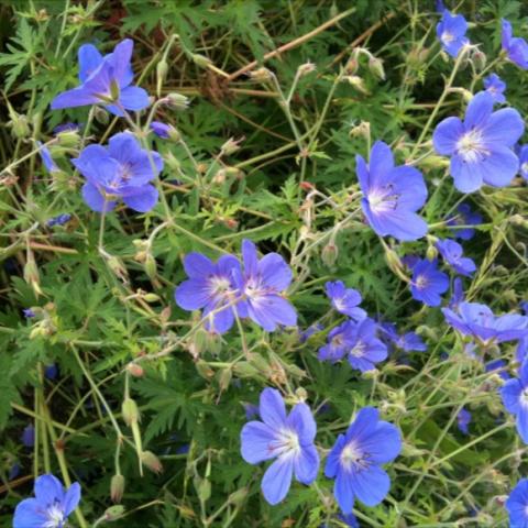 Geranium Rozanne, pale purple almost blue open single flowers