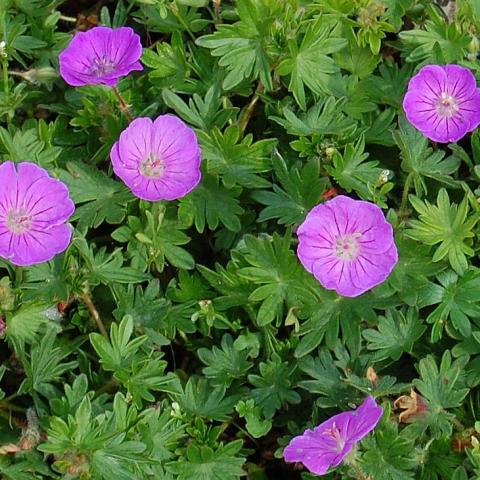 Geranium sanguineum nanum, pink round flowers, green divided leaves