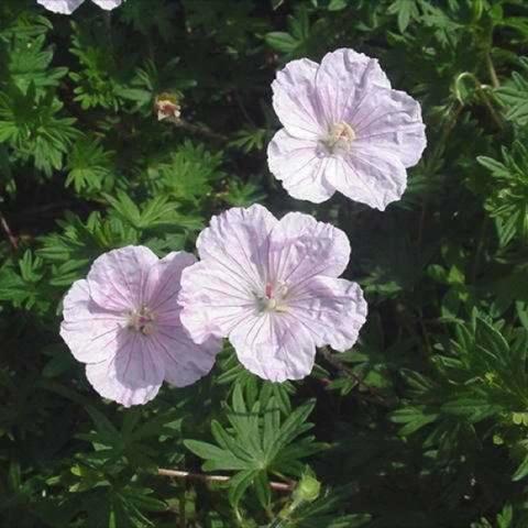 Geranium 'Striatum', almost white crinkled blooms