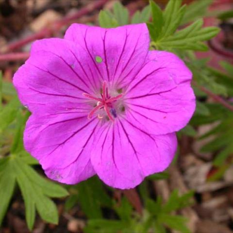 Geranium 'Tiny Monster', bright magenta bloom
