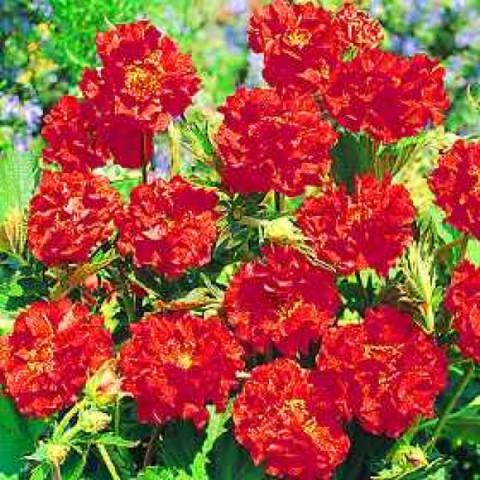 Geum 'Double Bloody Mary', very double dark red flowers