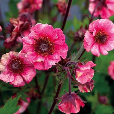 Avens Tempo Rose, double rose petals, dark centers, dark stems