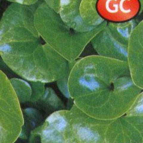 Asarum europaeum, shiny round green leaves
