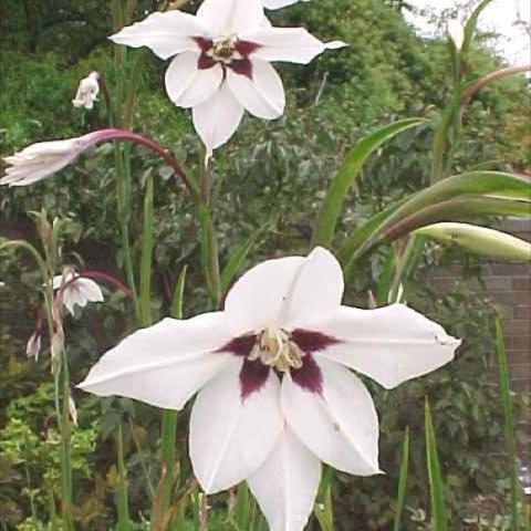 Gladiolus murielae, white flowers with dark centers