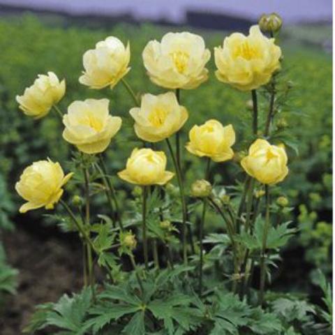 Trollius 'New Moon', light yellow double blooms