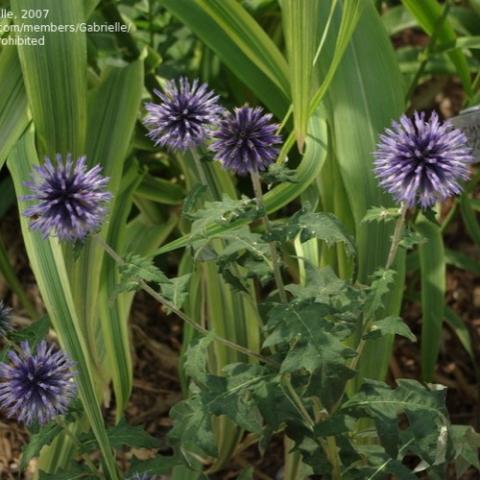 Echinops Blue Glow, lavender spiky spheres