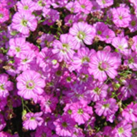 Pink babys breath, bright pink flowers