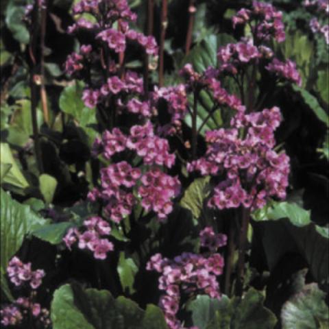 Bergenia 'Red Beauty', dark pink dense flower heads