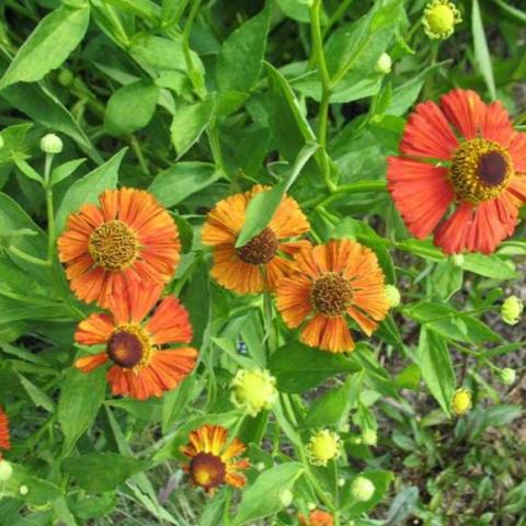 Helenium Moerheim Beauty, orange and gold with brown centers