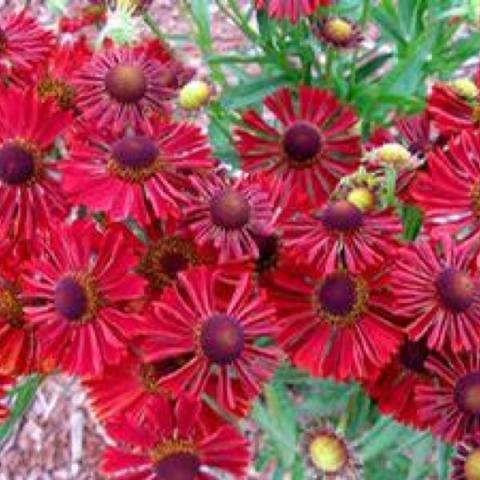 Helenium Mariachi Siesta, drooping red daisies