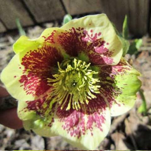 Hellebore hybrid: yellow-green petals and red spattered center, yellow stamens