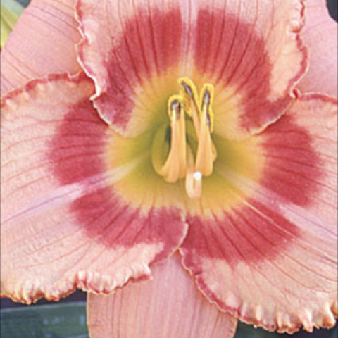 Hemerocallis 'Strawberry Candy', multiple pink shades and green throat