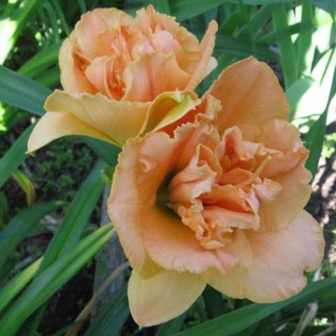 Hemerocallis Isabel Maraffi, butterscotch to peach double, frilly edges