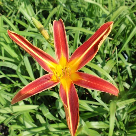 Hemerocallis 'Red Top', red daylily with yellow stripe down middle of each petal