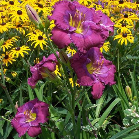 Hemerocallis Lavender Blue Baby, mauve to dark mauve with a green eye