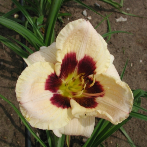 Hemerocallis 'Moonlit Masquerade', ivory petals with dark red throat