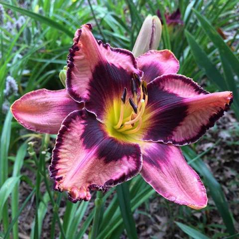 Hemerocallis Simmons Overture, pink and burgundy with yellow throat