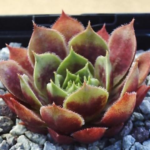 Sempervivum Toro, red and green 