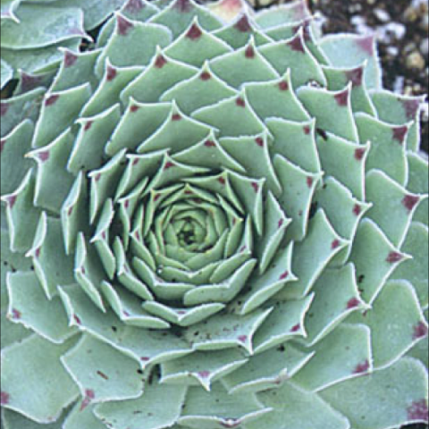 Sempervivum 'Mrs Giuseppe', rosette of green-blue